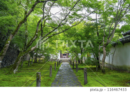 酬恩庵（一休寺）　青紅葉に包まれた石畳の参道 116467433