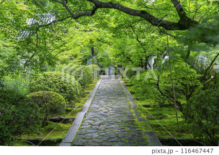 酬恩庵（一休寺）　青紅葉が美しい石畳の参道 116467447