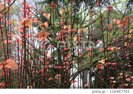 新葉は赤くやがて緑の葉に変わる立ち姿が美しいオオバベニカシワ 116467765