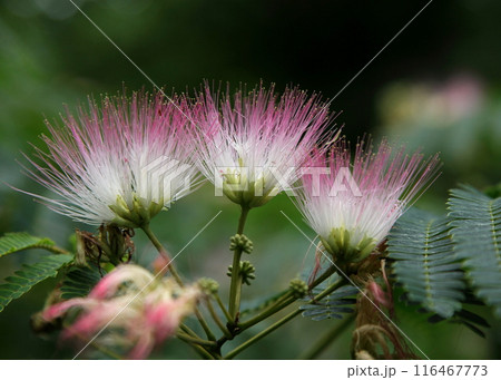 ねむの木の花 116467773
