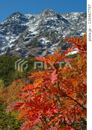 Hotaka mountains,autumn leaves 紅葉のナナカマドと初冠雪した穂高連峰 Hotaka mountains,autumn leaves 紅葉のナナカマドと初冠雪した穂高連峰 116467797