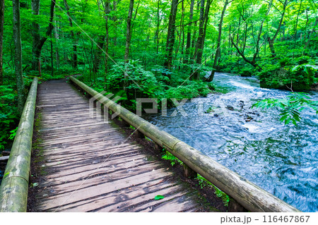奥入瀬渓流 奥入瀬渓流 116467867