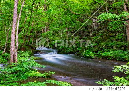 奥入瀬渓流 116467901