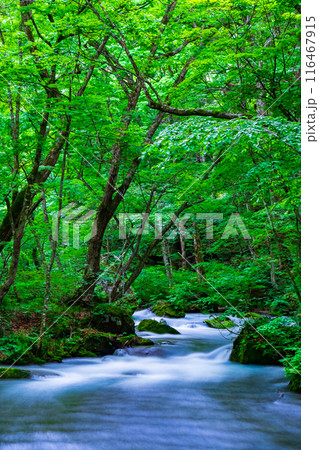 奥入瀬渓流 116467915