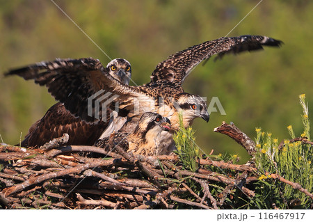 Osprey family into the nest, the male is landing with a fish, Canada Osprey family into the nest, the male is landing with a fish, Canada 116467917