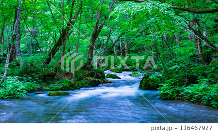 奥入瀬渓流 奥入瀬渓流 116467927