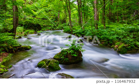 奥入瀬渓流 116467932