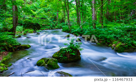奥入瀬渓流 116467933