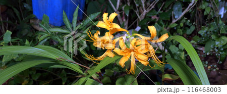 ノカンゾウ ノカンゾウ 116468003