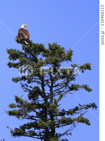 Bald eagle perching on a green fir with blue background, Canada Bald eagle perching on a green fir with blue background, Canada 116468113