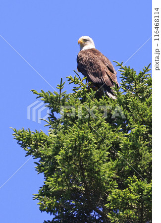 Bald eagle perching on a green fir with blue background, Canada 116468114
