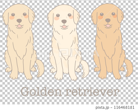 坐金毛獵犬不同顏色套裝 116468181