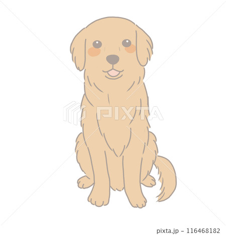 お座りするゴールデンレトリバー 116468182