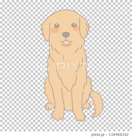 お座りするゴールデンレトリバー 116468182