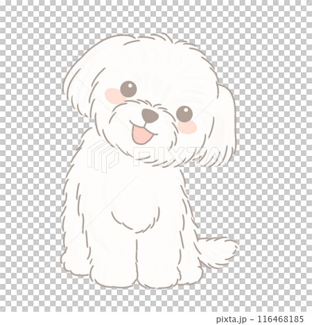 お座りするマルチーズ 116468185