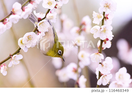 メジロ メジロ 116468349