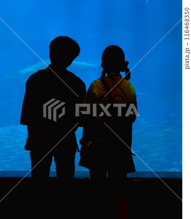 水族館の水槽を観るカップル 水族館の水槽を観るカップル 116468350