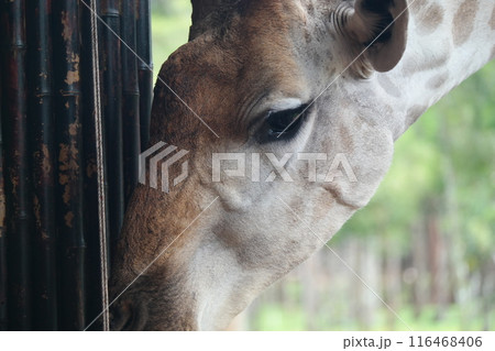 Giraffe in the zoo, closeup of head and neck 116468406