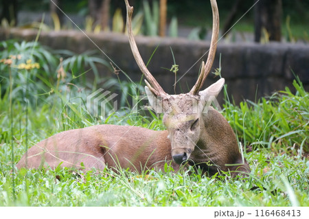 A deer with long horns is sleeping 116468413
