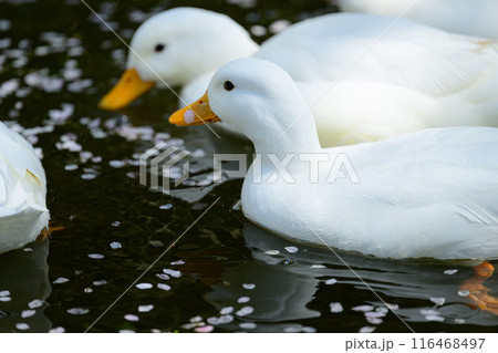 アヒルと桜の花びら 116468497