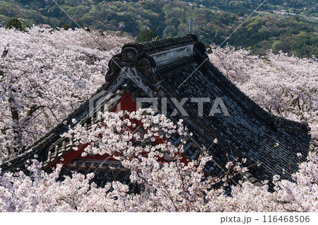 天引観音の桜 天引観音の桜 116468506