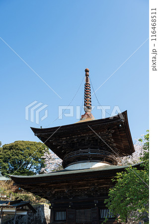 天引観音の桜 116468511