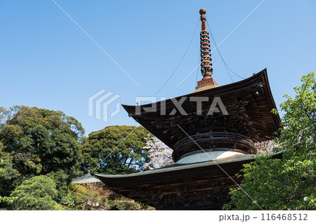 天引観音の桜 天引観音の桜 116468512