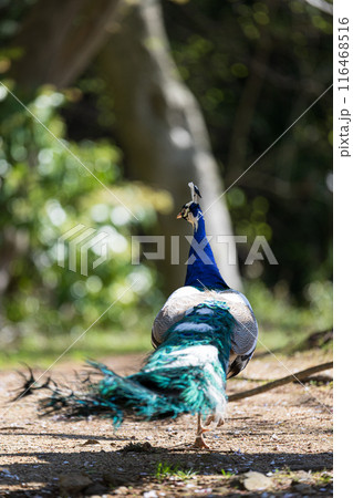 クジャク 116468516