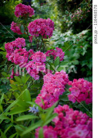 5月21日、ほぼ満開のカルミアの花束。美しさと裏腹に毒性を持ち、別の花言葉は「裏切り」「野心」 116468578