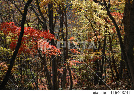 Autumn in the forest / 秘境・山奥，森林の紅葉 116468741