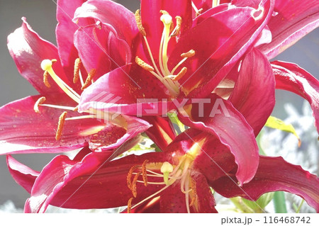 レッドカサブランカ スコーピオ レッドカサブランカ スコーピオ 116468742