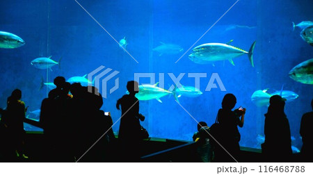クロマグロの水槽を観る人 116468788
