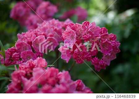 5月21日、ほぼ満開のカルミアの花束。美しさと裏腹に毒性を持ち、別の花言葉は「裏切り」「野心」 5月21日、ほぼ満開のカルミアの花束。美しさと裏腹に毒性を持ち、別の花言葉は「裏切り」「野心」 116468839