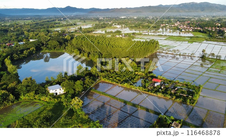 Aerial view of paddy field in countryside, agriculture in Thailand Aerial view of paddy field in countryside, agriculture in Thailand 116468878