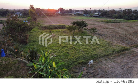 Aerial view of paddy field in countryside, agriculture in Thailand Aerial view of paddy field in countryside, agriculture in Thailand 116468892