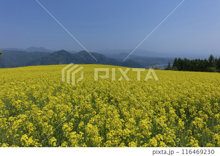 菜の花畑と山並み 116469230