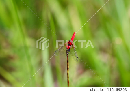 ハッチョウトンボのオス 116469298