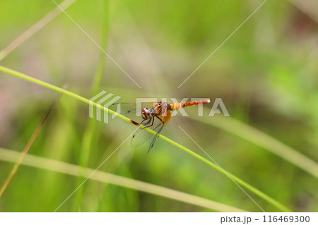 ハッチョウトンボのオス（未成熟） 116469300