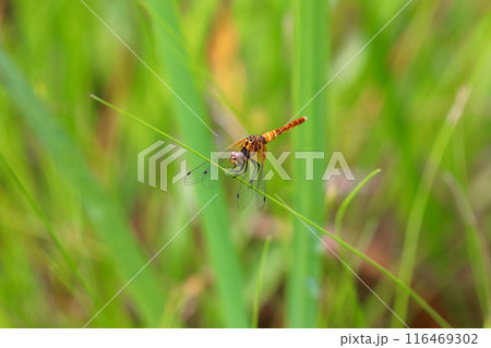ハッチョウトンボのオス（未成熟） 116469302