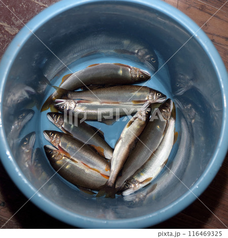 アユ　釣り 116469325