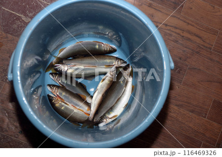 アユ　釣り 116469326