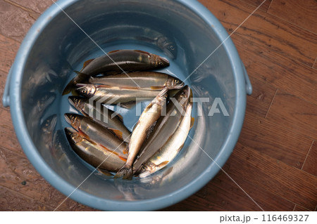 アユ　釣り 116469327