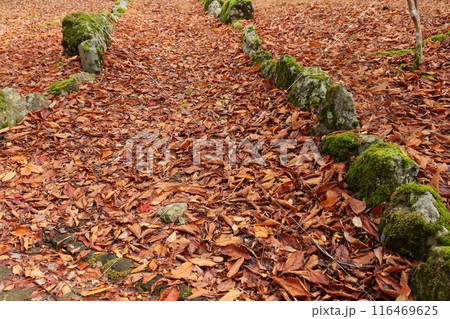 苔むした石　落ち葉　秋 116469625