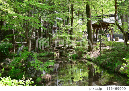 諏訪大社下社秋宮 116469900