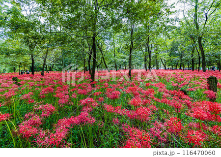 埼玉県・巾着田　林の中に咲く赤い彼岸花　 116470060