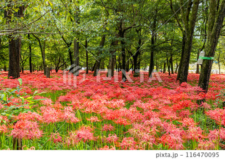 埼玉県・巾着田 林の中に咲く赤い彼岸花 埼玉県・巾着田 林の中に咲く赤い彼岸花 116470095