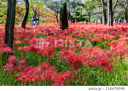 埼玉県・巾着田　林の中に咲く赤い彼岸花　 116470096