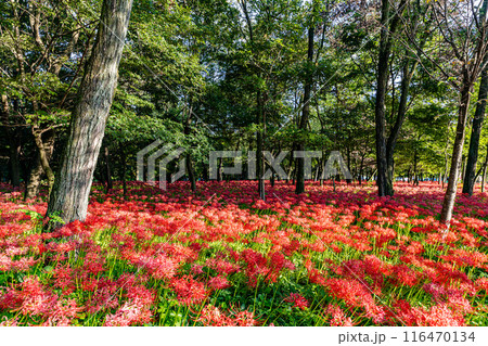 埼玉県・巾着田　林の中に咲く赤い彼岸花　 116470134