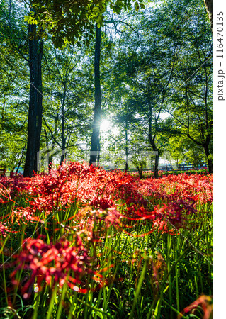 埼玉県・巾着田　林の中に咲く赤い彼岸花　 116470135