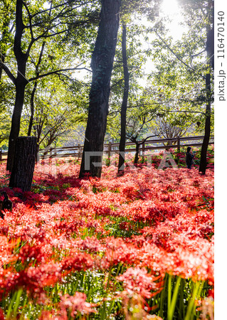 埼玉県・巾着田 林の中に咲く赤い彼岸花 埼玉県・巾着田 林の中に咲く赤い彼岸花 116470140